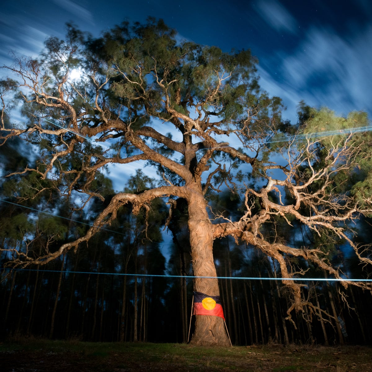 Sacred Tree Felled on Djab Wurrung Country