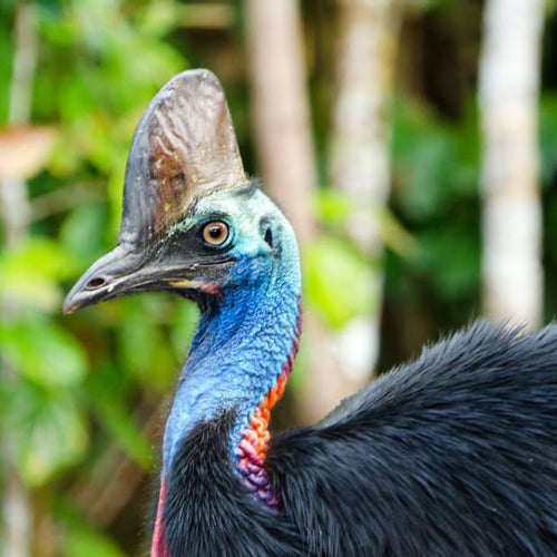 Happy World Cassowary Day!